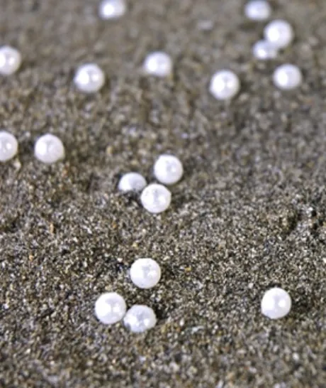 Pearls scattered on dark sand